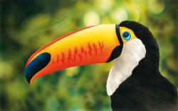 3 Stencils A4 aerografo "Toucan Wildlife" TUCANO Harder